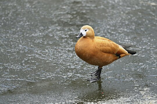 Ruddy shelduck (Tadorna ferruginea), standing on ice, Switzerland