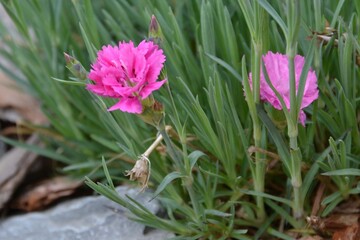 pink blooming carnation plant