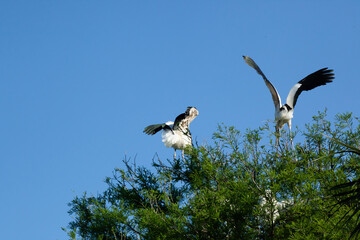 Wood Stork flying near trees