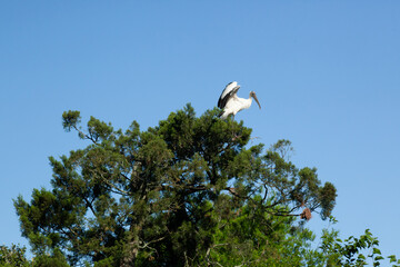 Roseate Spoonbill in a tree