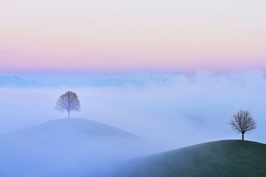 Linden trees (Tilia), in drumlin landscape in the fog, in the light at blue hour, Hirzel, Canton Zurich, Switzerland