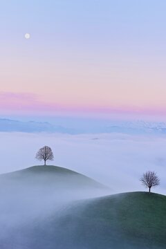 Linden trees (Tilia), in drumlin landscape in the fog, in the light of the blue hour and full moon, Hirzel, Canton Zurich, Switzerland