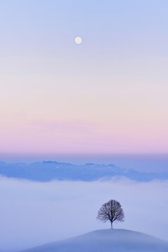 Linden tree (Tilia), in drumlin landscape in the fog, in the light of the blue hour and full moon, Hirzel, Canton Zurich, Switzerland