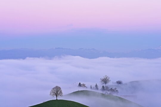 Trees in drumlin landscape shrouded in fog, in the light of the blue hour, Hirzel, Canton Zurich, Switzerland