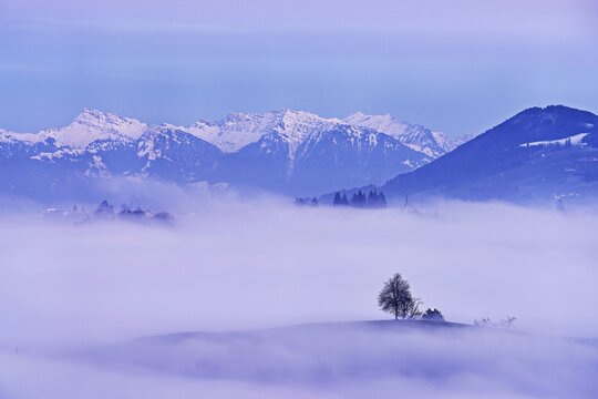 Linden tree (Tilia), in drumlin landscape in the fog, behind snow-covered Alps in the light of the blue hour and full moon, Hirzel, Canton Zurich, Switzerland