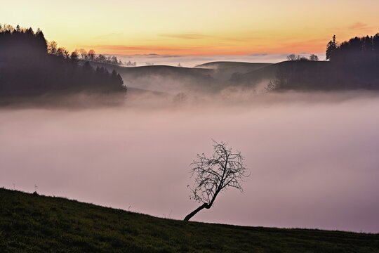 Tree in drumlin landscape in the fog, in the light of the setting sun, Hirzel, Canton Zurich, Switzerland