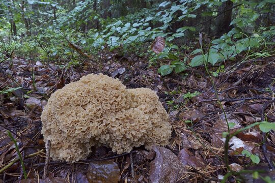 Wood cauliflower fungus (Wood Cauliflower crispa), Hesse, Germany