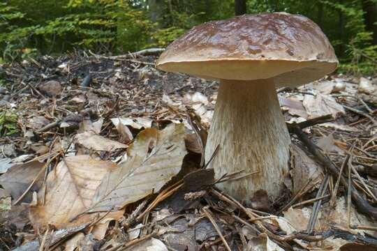 King bolete (Boletus edulis), Hesse, Germany