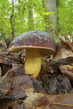 Red-legged boletus, red-legged boletus, felt boletus, felt boletus, Xerocomus, boletes, Boletaceae, boletaceae (Boletales) (Xerocomus chrysenteron), Hesse, Germany