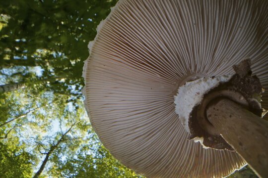 Parasol mushroom (Macrolepiota procera) (common giant umbrella mushroom) from below, lamellae, Hesse, Germany
