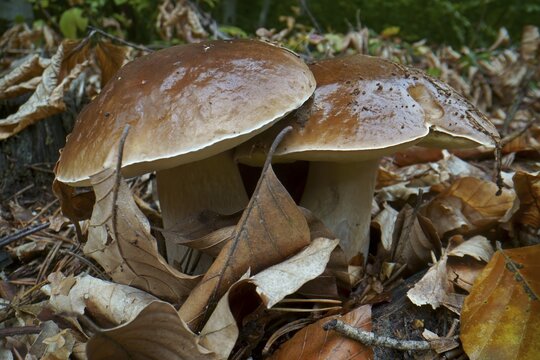 King boletes (Boletus edulis), Hesse, Germany