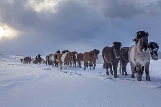 Icelandic horses in the snow in a storm in front of clouds, herd, Akureyri, Iceland