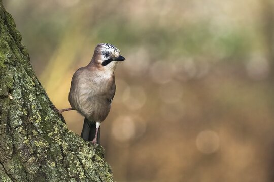 Eurasian jay (Garrulus glandarius), standing on a tree trunk, Hesse, Germany
