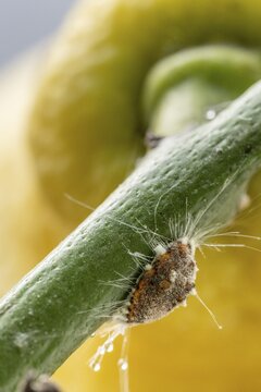 Citrus mealybug (Planococcus citri) on the branch of a lemon plant