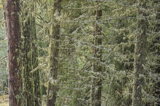 Lichen-covered trees, San Martino in Badia, South Tyrol, Italy