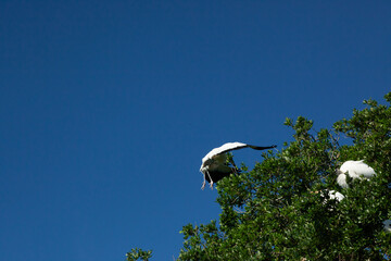 Wood Stork flying near trees