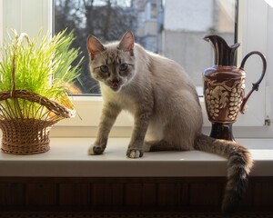 Ojos Azules blue-eyed cat on the window