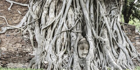 Sandstone head of a Buddha statue, grown into the root network of a strangler fig (Ficus religiosa), Wat Mahathat, Ayutthaya, Thailand