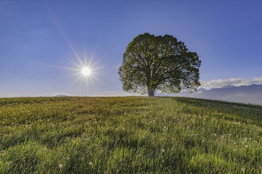 Peace lime tree (Tilia) on the Wittelsbacher H&ouml;he, 881m, Illertal, Allg&auml;u, Bavaria, Germany
