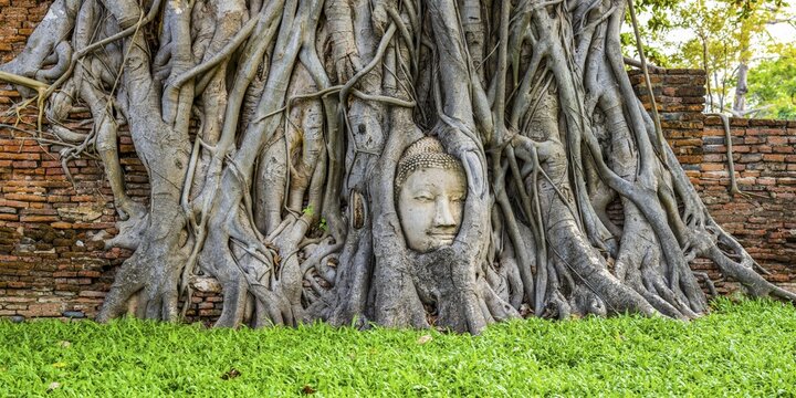 Sandstone head of a Buddha statue, grown into the root network of a strangler fig (Ficus religiosa), Wat Mahathat, Ayutthaya, Thailand