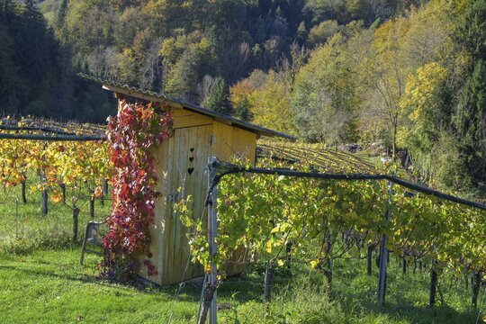 Outhouse in the vineyard, Leutschach an der Weinstra&szlig;e, Styria, Austria