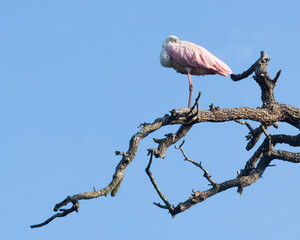 Roseate Spoonbill in a tree