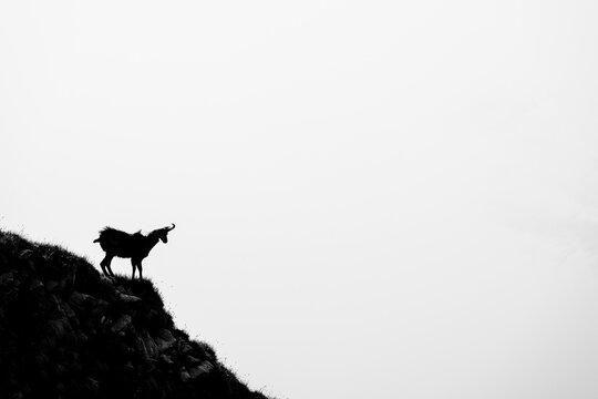 Chamois (Rupicapra rupicapra) on a mountain ridge against the light, Interlaken, Bernese Oberland, Switzerland