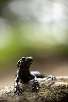 Alpine salamander (Salamandra atra) on stone, Interlaken, Bernese Oberland, Switzerland