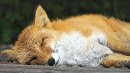 昼寝をするキタキツネ（Ezo Red Fox）