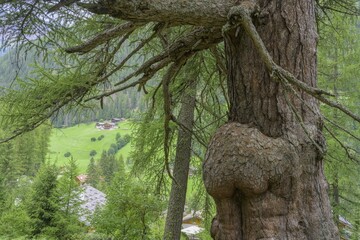 Primeval larch (Larix decidua), Ulten, South Tyrol, Italy
