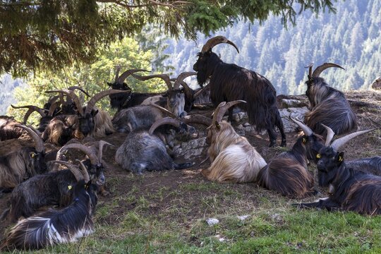 Grey mountain goats (Capra) or Grigia lying under a tree, Hinterstein, near Bad Hindelang, Oberallg&auml;u, Allg&auml;u, Bavaria, Germany
