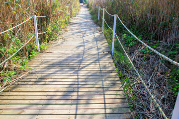 wooden bridge in the lake shore