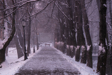 Zimowy poranek w parku w Goczałkowice Zdr&oacute;j w wietrzną śnieżną pogodę. 