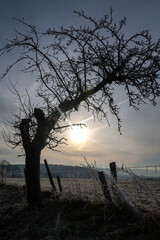 A  fence and a tree in a pasture with ground frost on a winter day