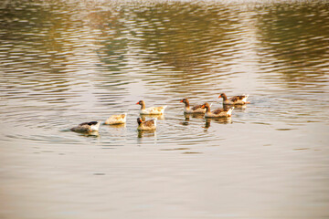 ducks swimming on the lake