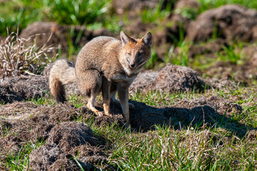 Grey fox in Ibera Marsh National Park environment, Corrientes Province, Argentina.