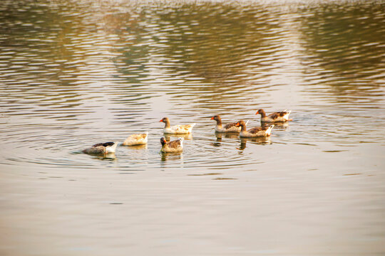 ducks swimming on the lake