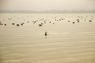flock of seagulls in the lake of uluabat, golyaka bursa
