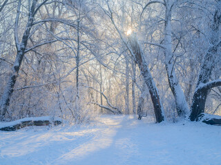 snow covered trees in the park with sunny rays