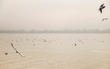 flock of seagulls in the lake of uluabat, golyaka bursa