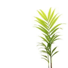 Fototapeta premium Tropical green palm plant with long slender leaves isolated on transparent background, perfect for interior decoration, botanical design, or nature themed projects