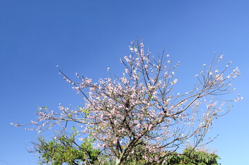 A pink-flowered tree in bloom beneath a bright deep blue sky, with vivid colors and sunlight highlighting the branches — a cheerful spring or summer blossom scene.