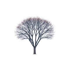 Obraz premium Leafless tree with intricate branches isolated on transparency background winter season nature calm detailed silhouette tranquil mood suitable for design and decoration