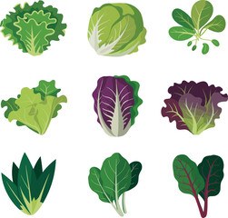 Leafy vegetable illustration set, cartoon healthy food clipart, lettuce cabbage spinach artwork, colorful produce icons, fresh greens concept, nutrition design elements