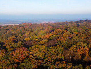 Aerial view of autumn woodland stretching toward the horizon