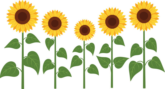 Cute Cartoon Sunflower Vector Set with Big Yellow Blooms, Stems, and Green Leaves