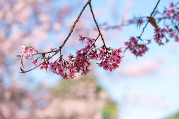 Soft Focus Pink Wild Himalayan Cherry Blossoms with Blue Sky Bokeh