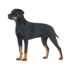 Obraz premium Black dog standing muscular build short fur tan markings on legs and face alert expression domestic pet confident posture isolated on transparency background loyal companion attentive stance