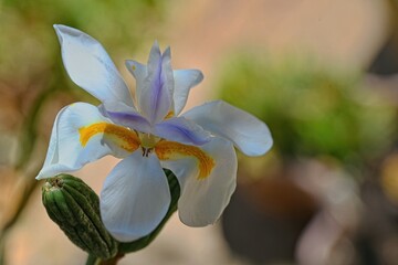 Close-up of large Forest Iris.