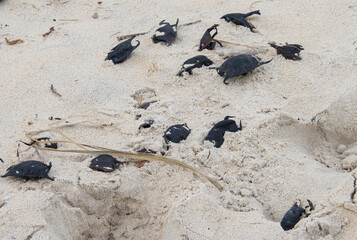 Multiple Skate Egg Sacks Laying On the Beach
